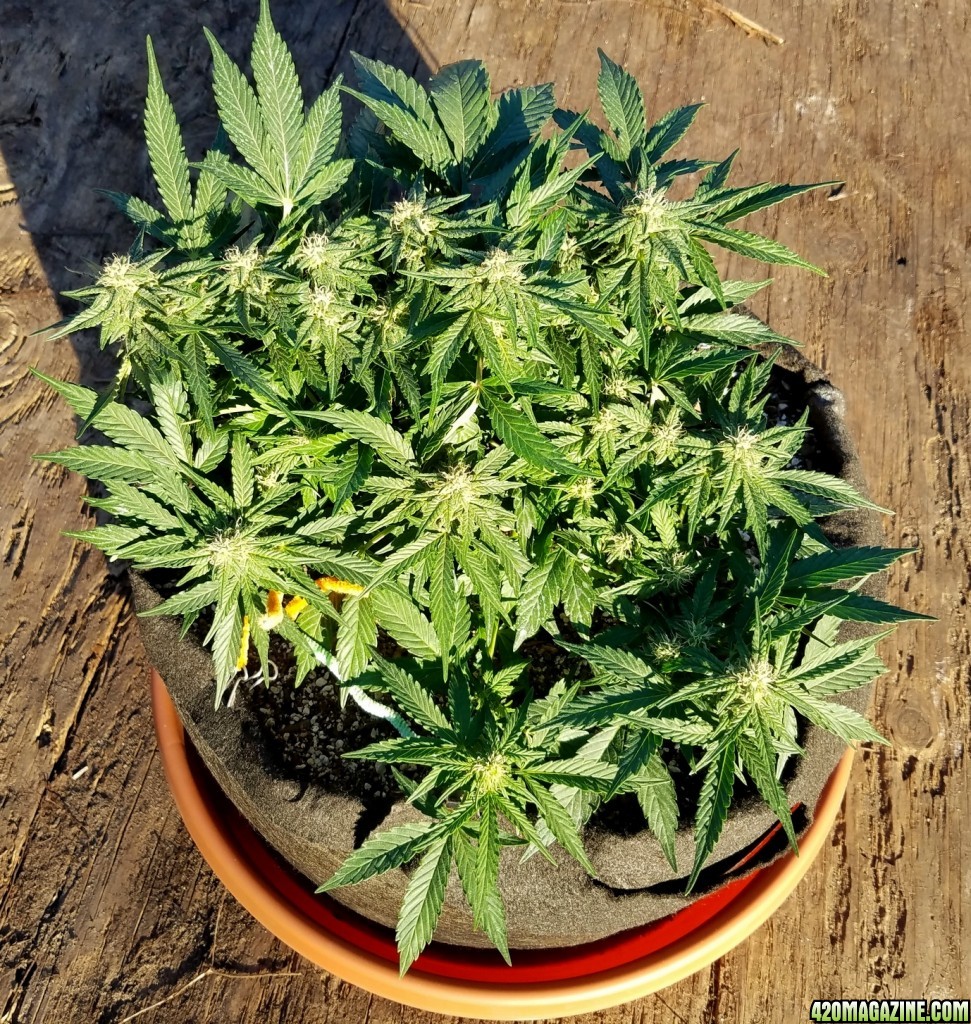 AK 7 day 66