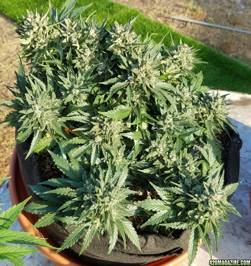 AK 7 day 95