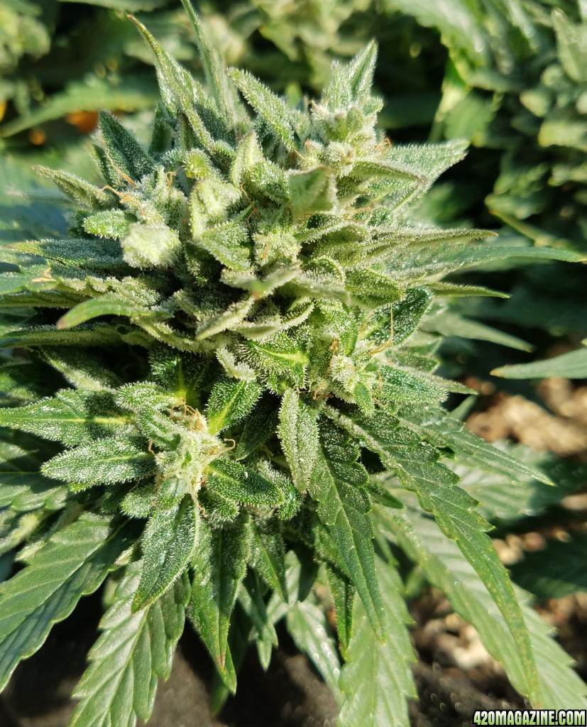 AK 7 day 95