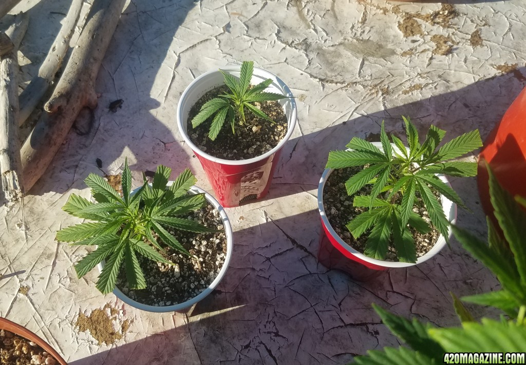 AK clones