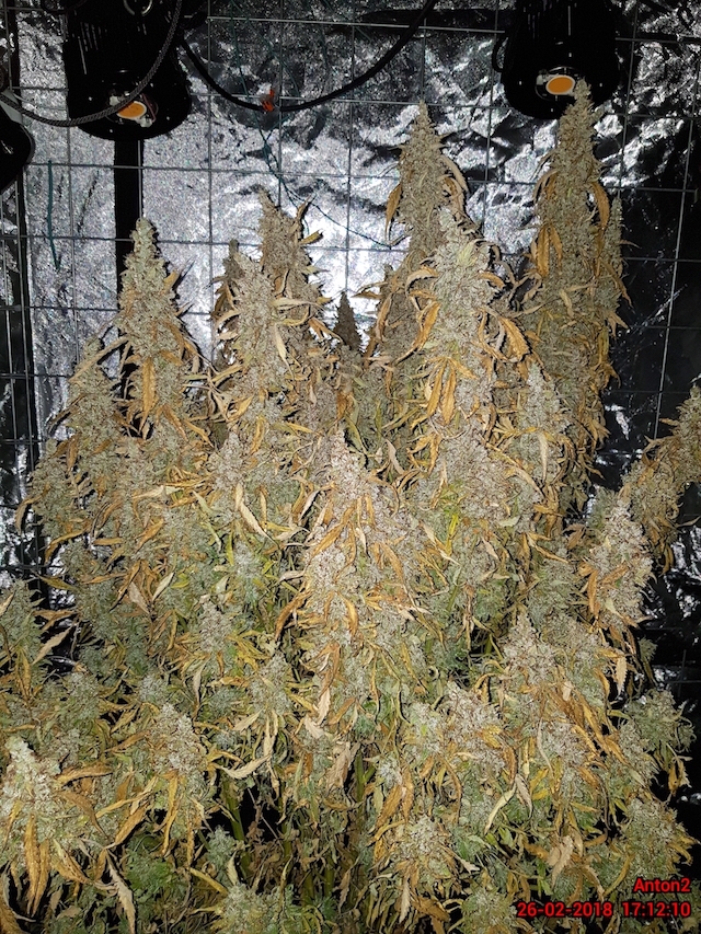 AK420-auto-2.jpg