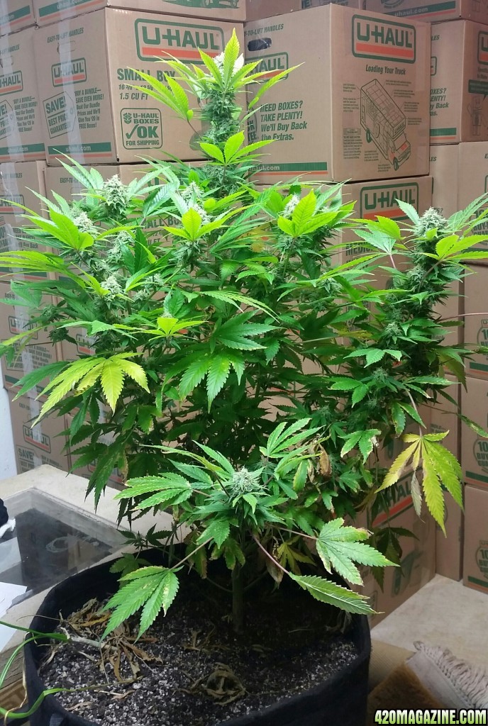 AK47 Bonnie - 38 days under 11/13 light