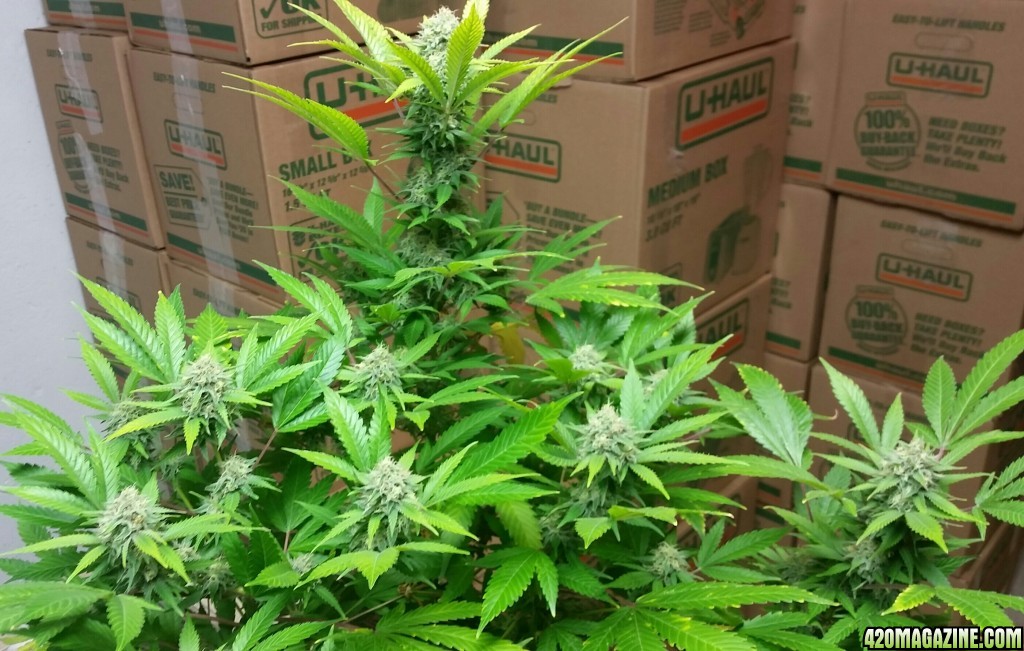 AK47 Bonnie - 38 days under 11/13 light