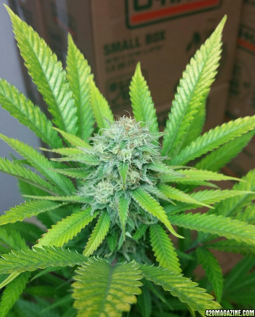 AK47 Bonnie - 38 days under 11/13 light