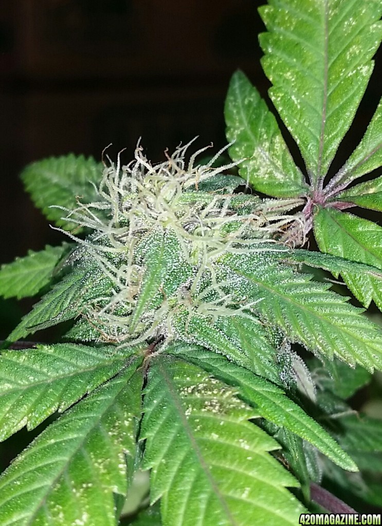 AK47 Bonnie - 38 days