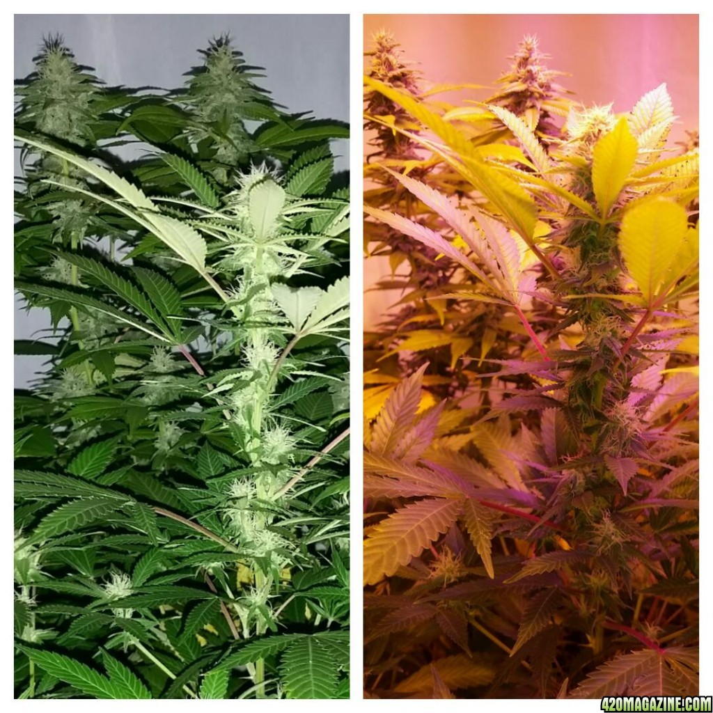 AK47 Bonnie _ Week 3 / Week 4