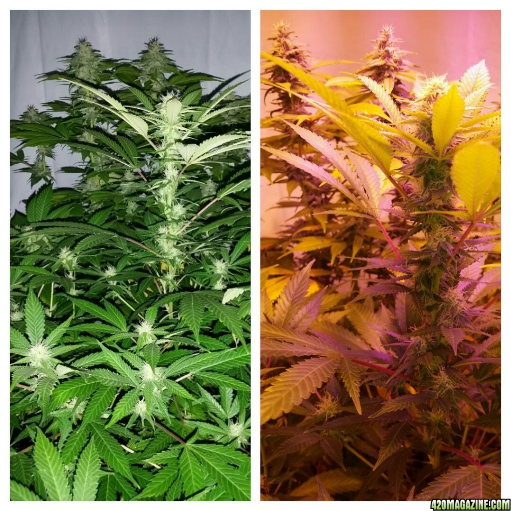 AK47 Bonnie - week 3 to week 4