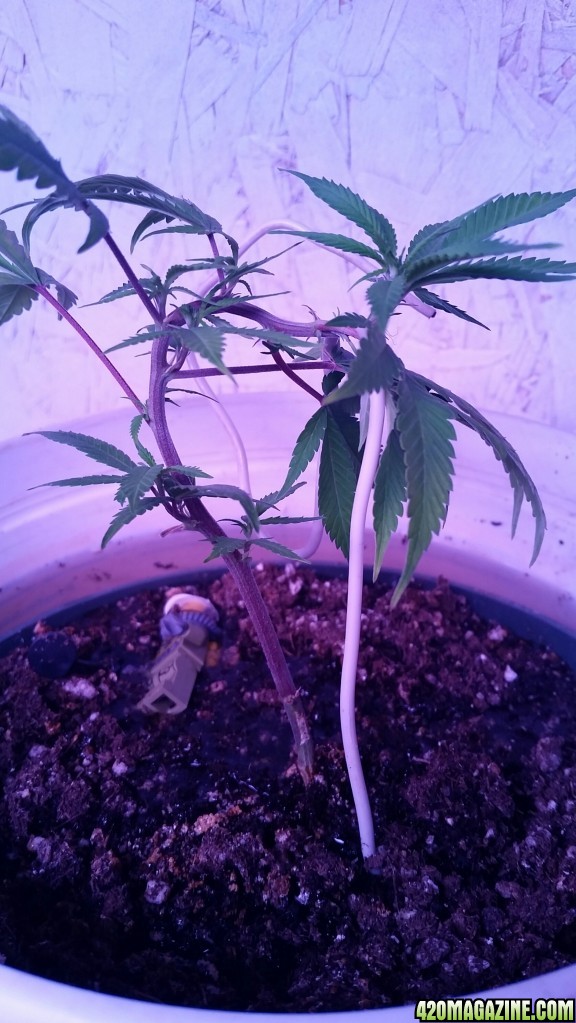 AK47 clone