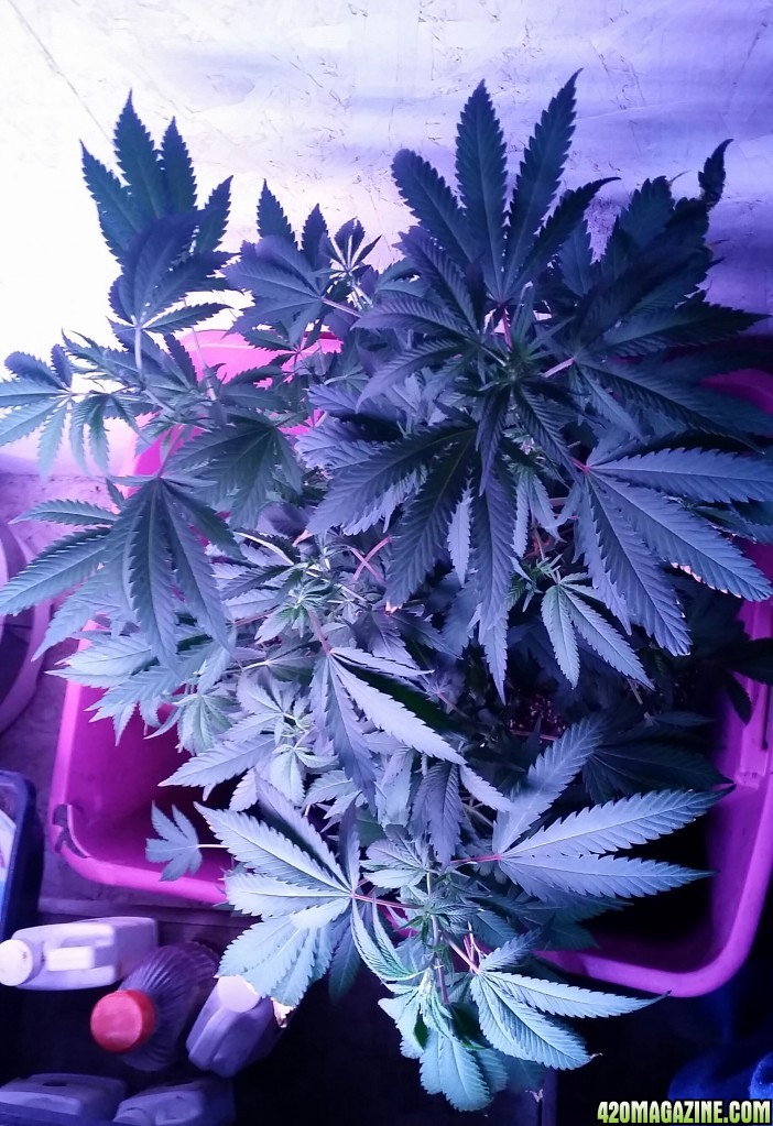 AK47 First day in the flower area