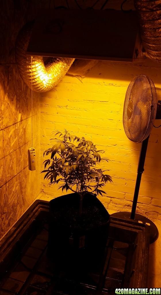 AK47 First day in the flower area