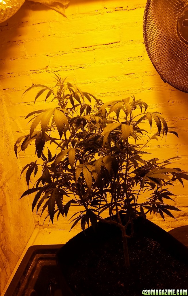 AK47 First day in the flower area