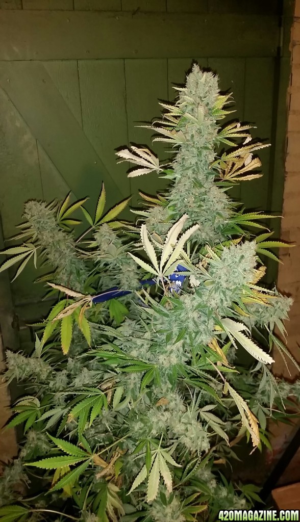 AK47 harvest