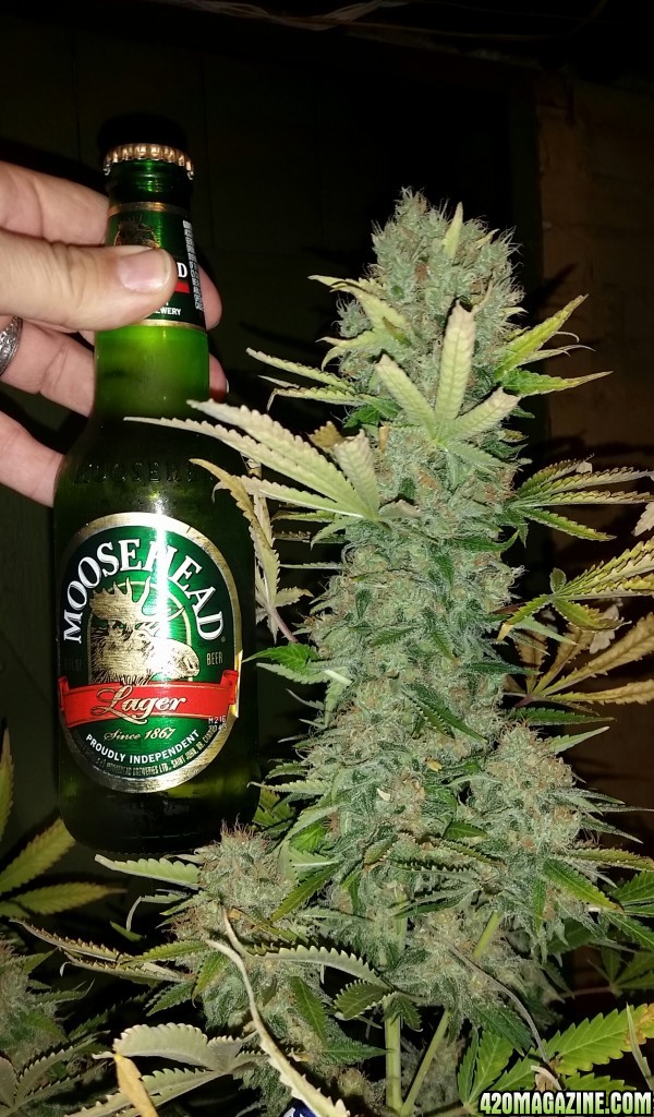 AK47 harvest