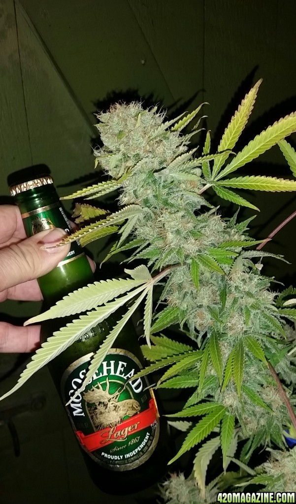 AK47 harvest