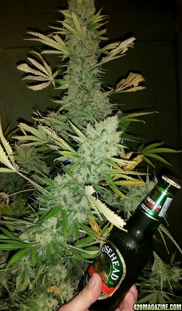 AK47 harvest