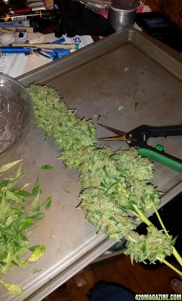 AK47 harvest