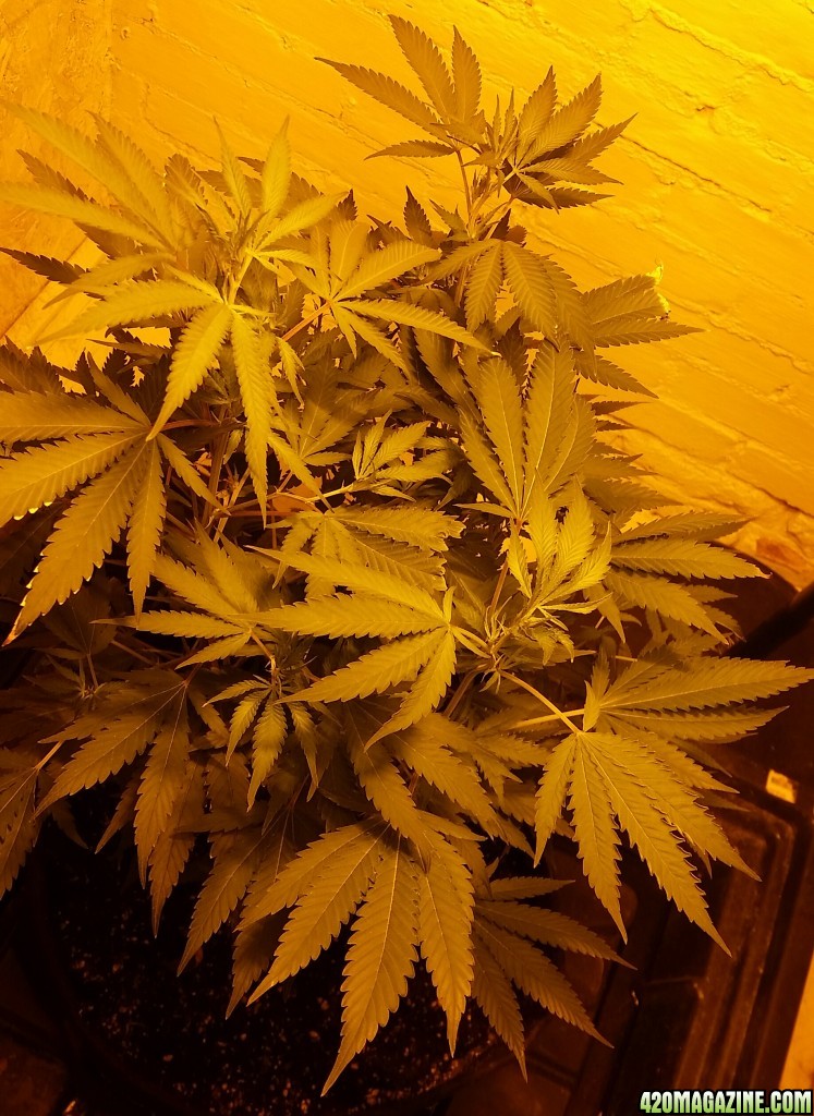 AK47 in flower, clones taken