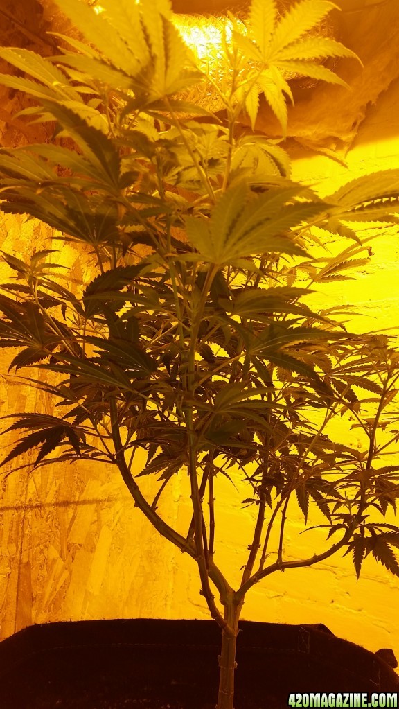 AK47 in flower, clones taken