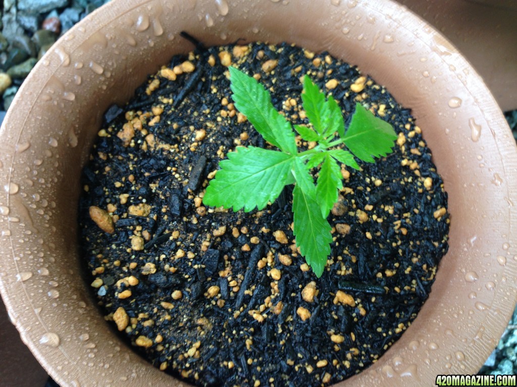 AK47 - Seedling 3 Weeks