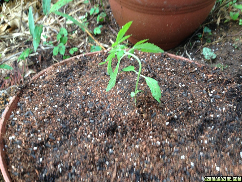 AK47 - Seedlings 3 Weeks 3 Days