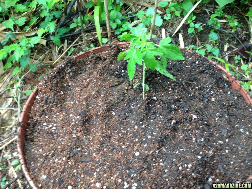 AK47 - Seedlings 3 Weeks 3 Days