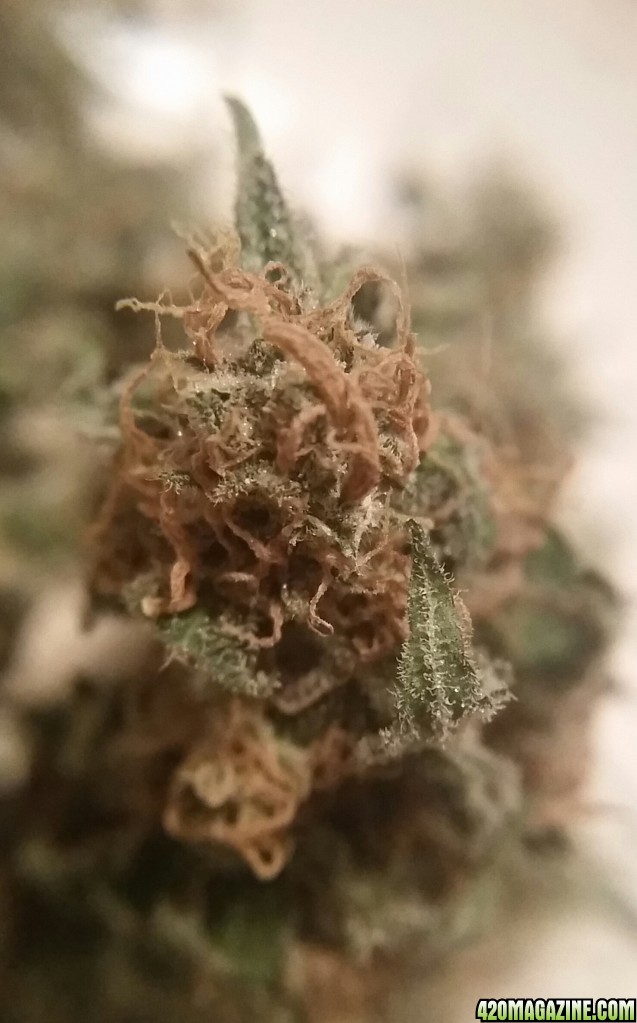 AK47