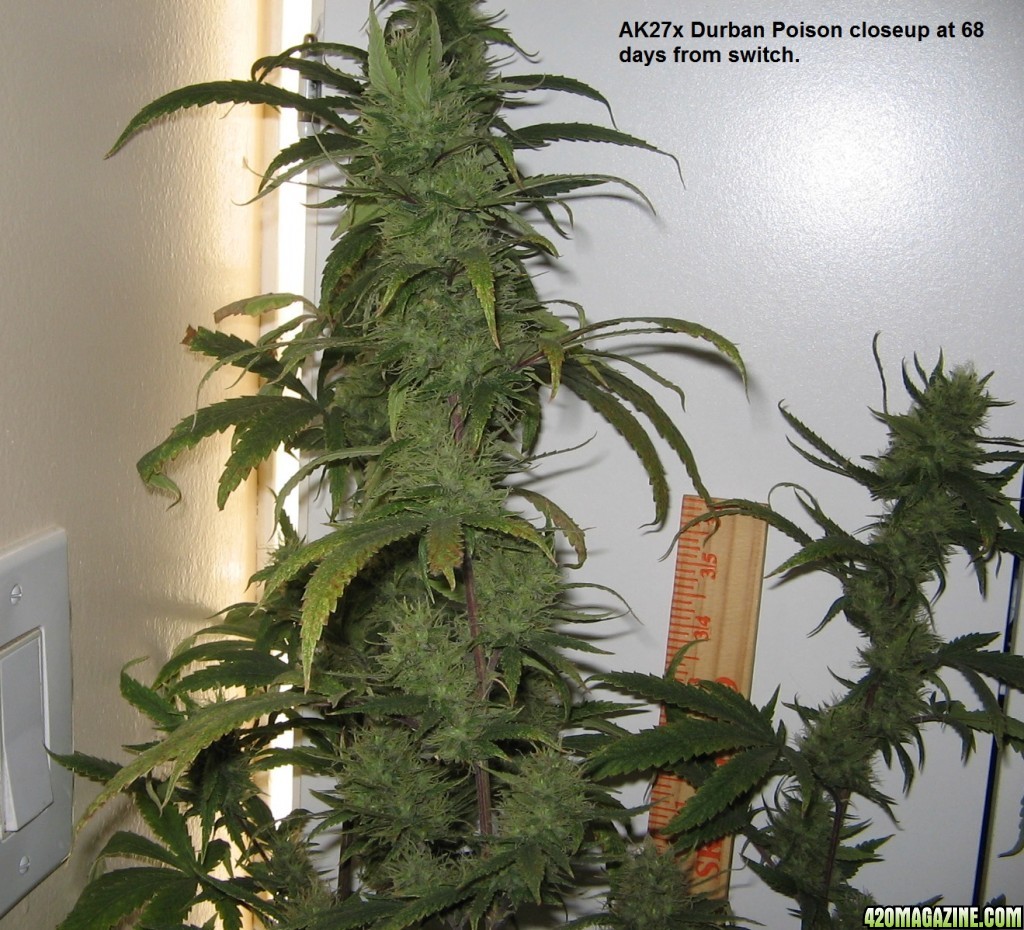 AK47xDurban Poison harvest day 68