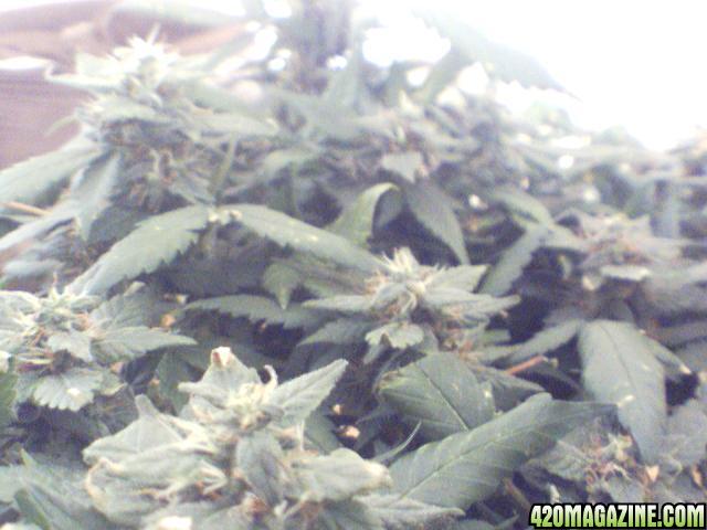 AK48 4 weeks