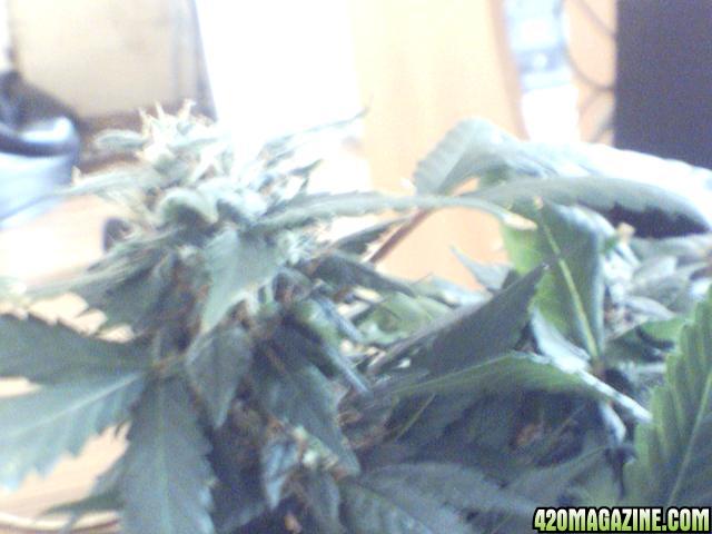 AK48 4 weeks