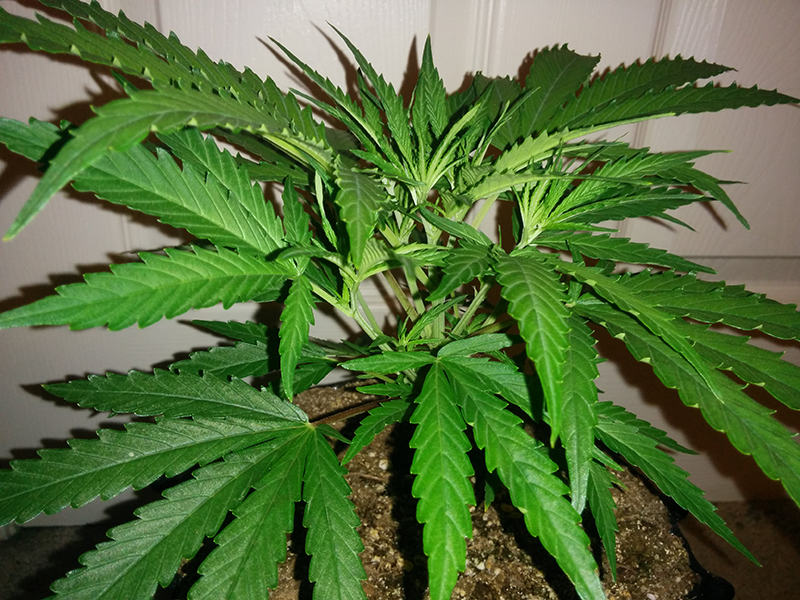 AK48 Clone Day 19 2