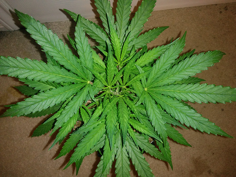 AK48 Clone Day 19