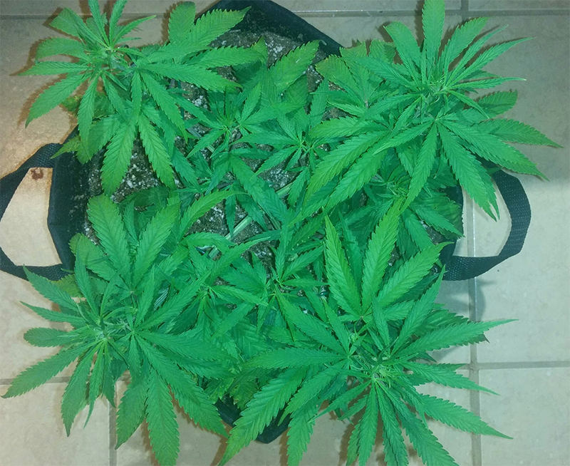 AK48 Clone Day 30