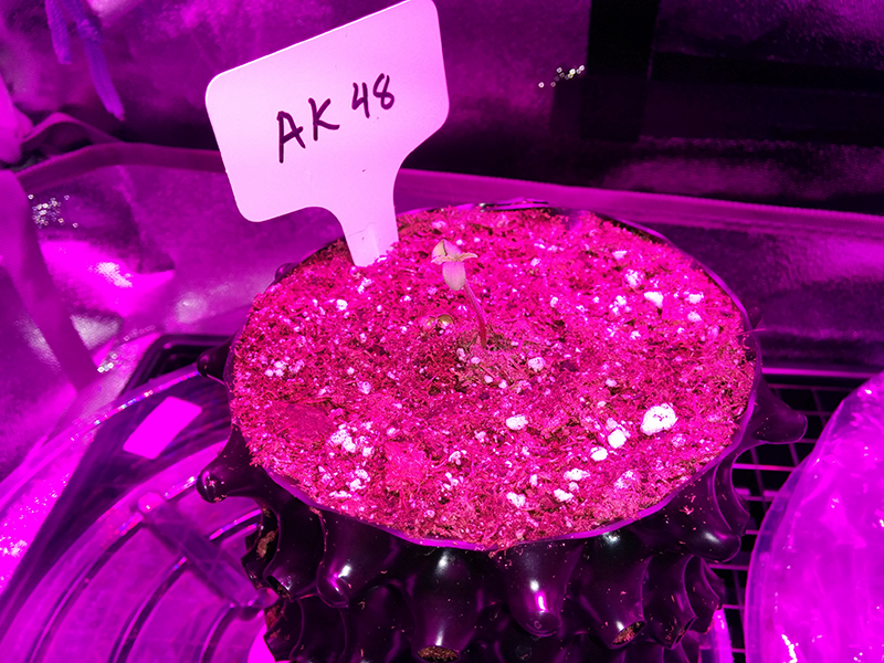 AK48 Day 1