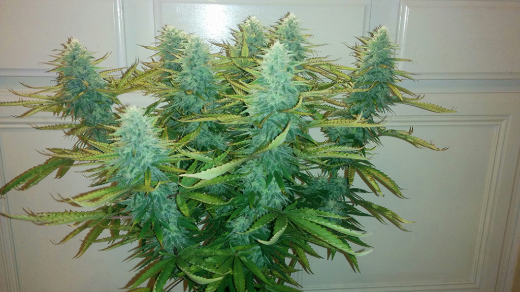 AK48 Day 103 Pic 2