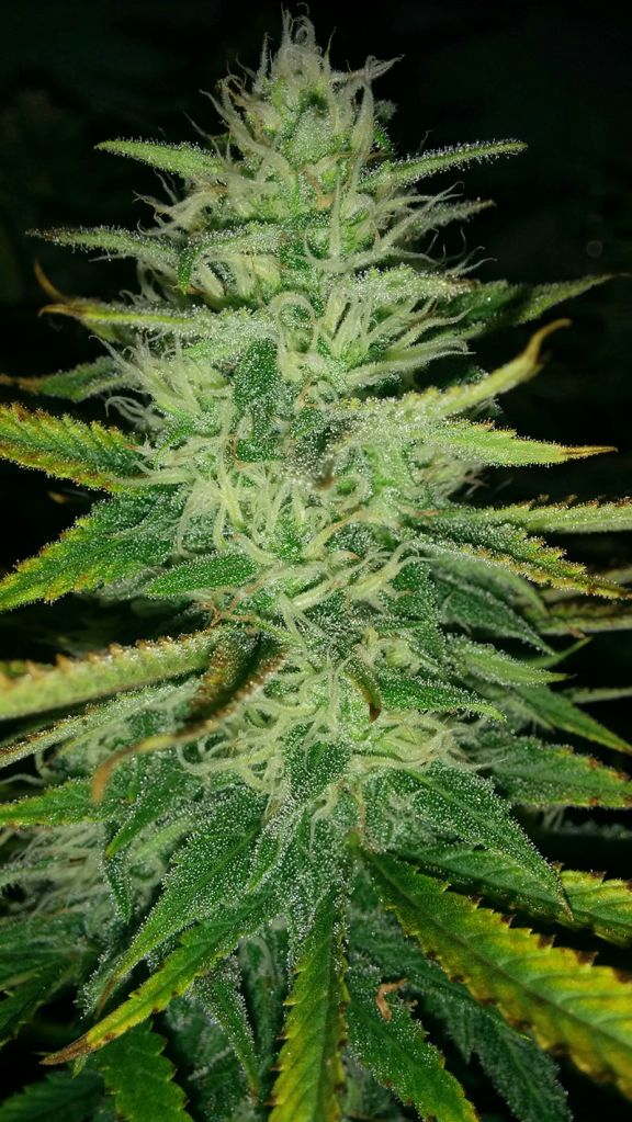 AK48 Day 103 Pic 3