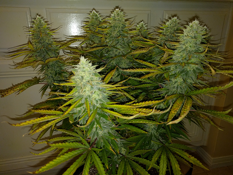 AK48 Day 107 Pic 2