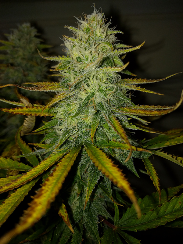 AK48 Day 107 Pic 3