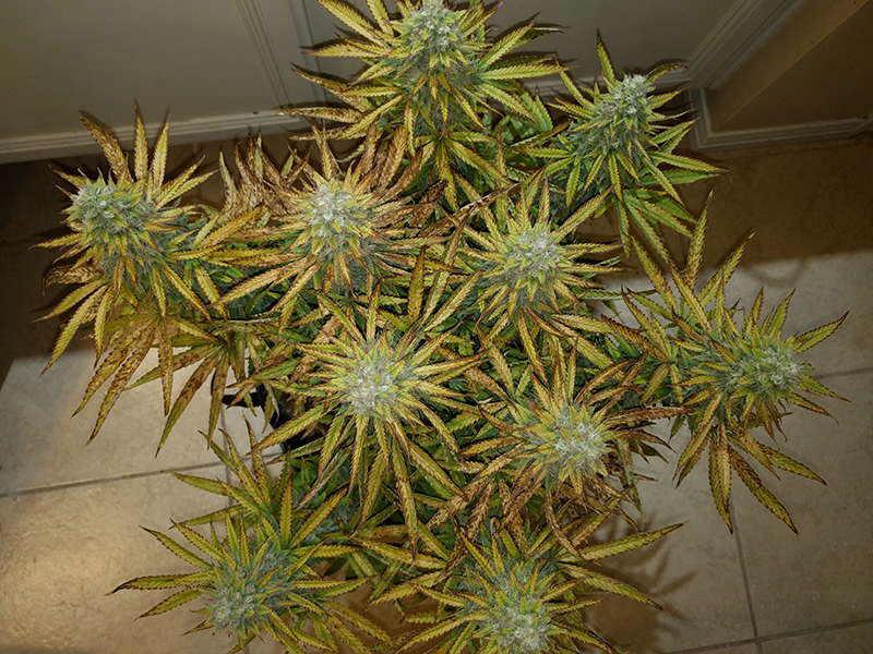 AK48 Day 113 Pic 1