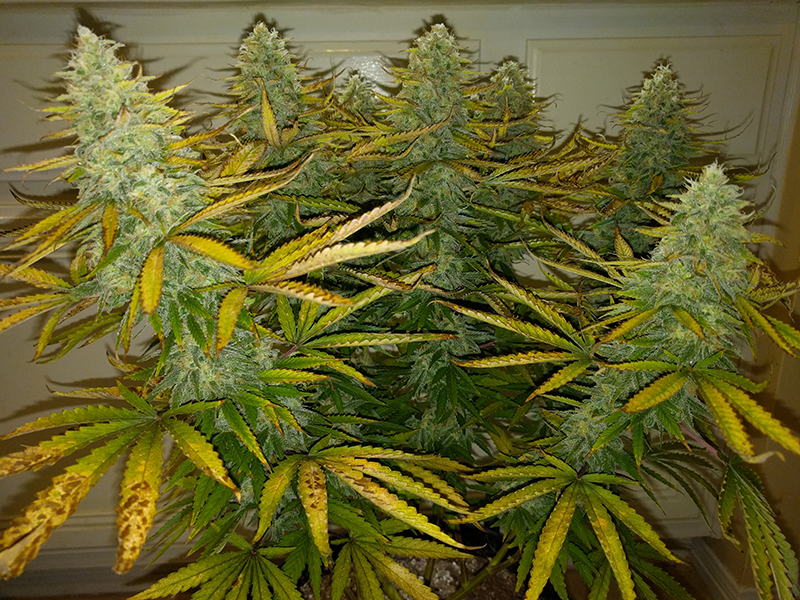 AK48 Day 113 Pic 2