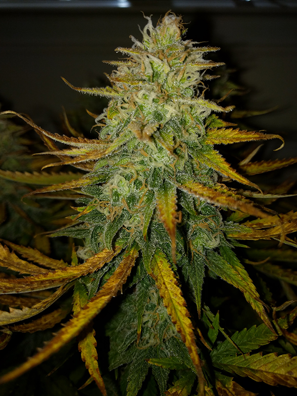 AK48 Day 113 Pic 3