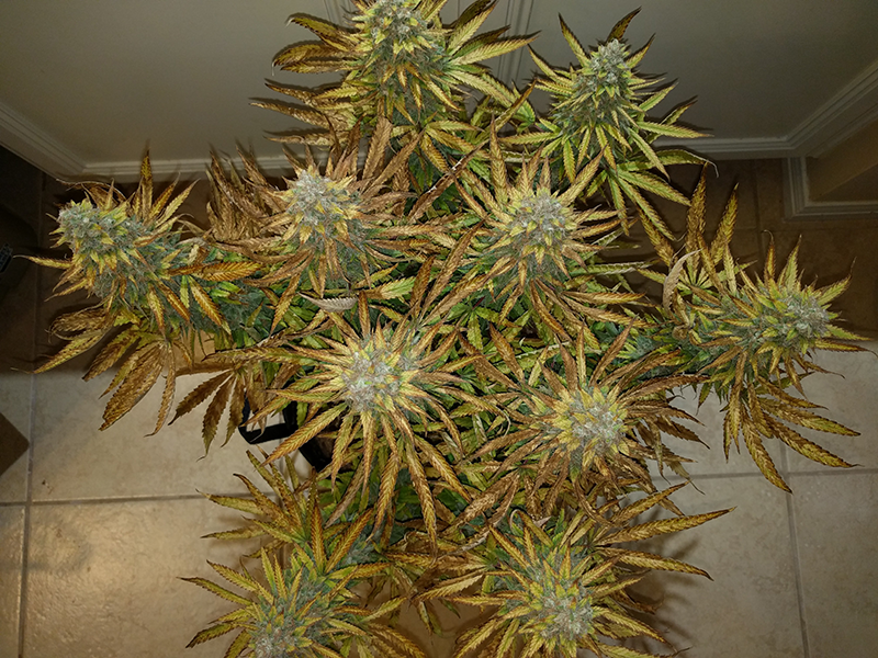 AK48 Day 121 Pic 1