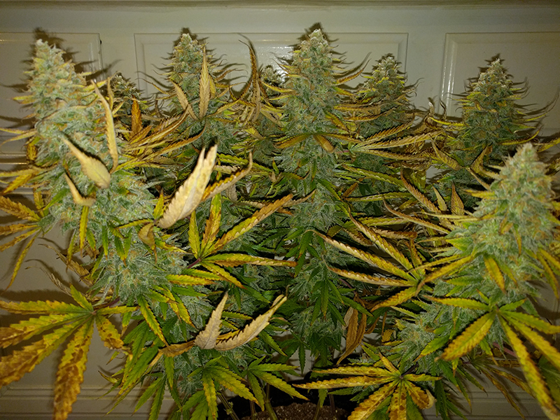 AK48 Day 121 Pic 2