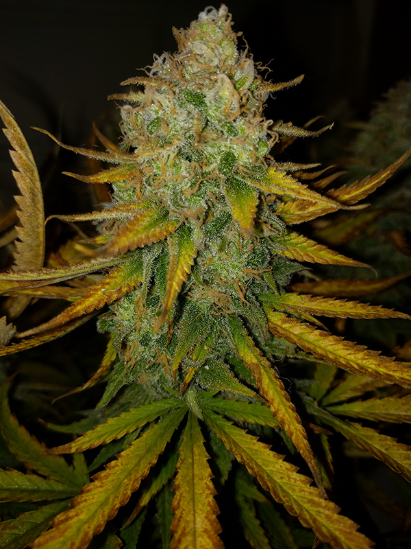 AK48 Day 121 Pic 3