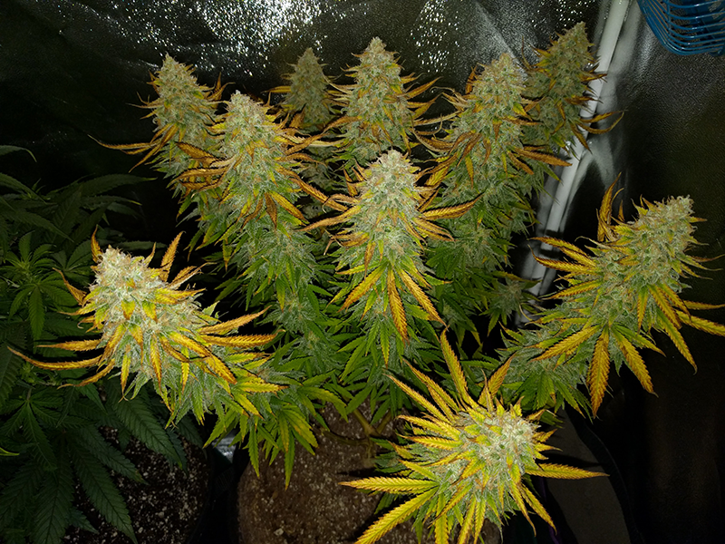 AK48 Day 122 Pic 1