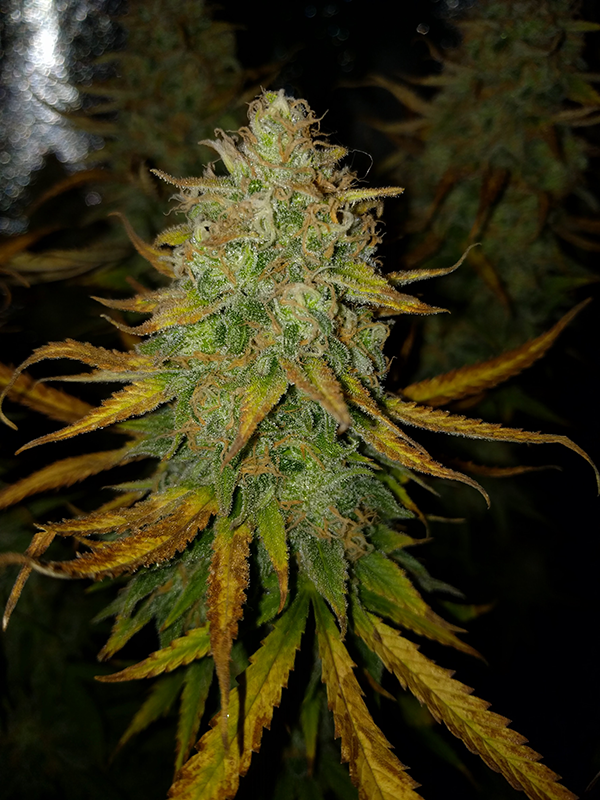 AK48 Day 122 Pic 3