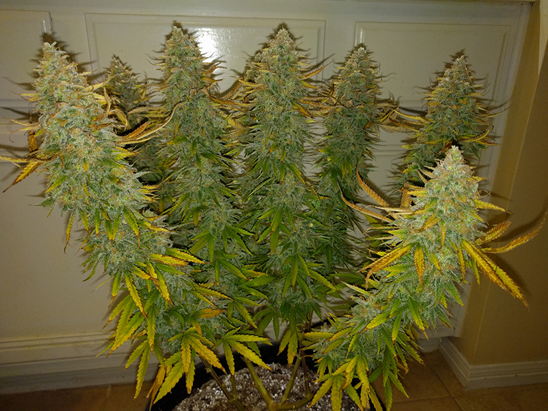 AK48 Day 128 Pic 1