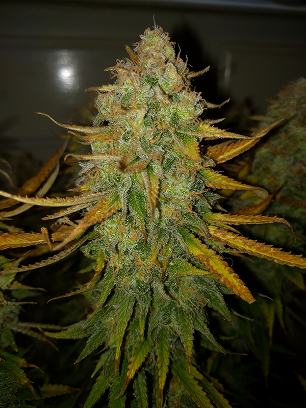 AK48 Day 128 Pic 3