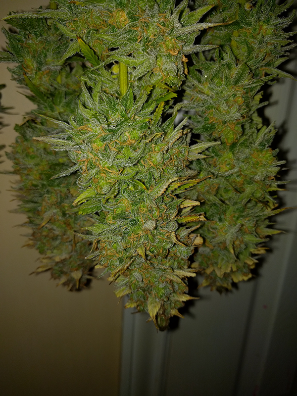 AK48 Day 128 Pic 3