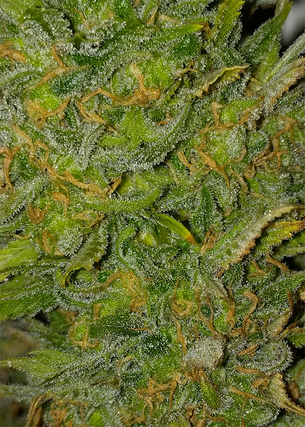 AK48 Day 128 Pic 4