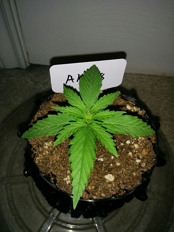 AK48 Day 13 Pic 1